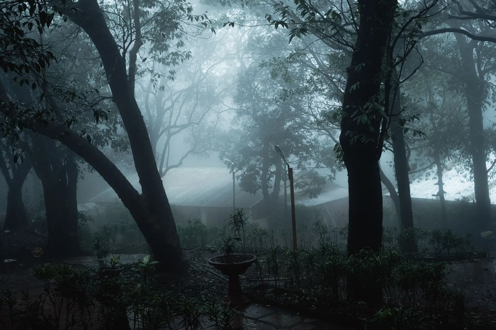 Mist through the forest at Matheran